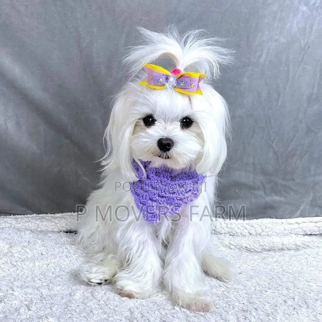 1-3 months Male Purebred Maltese