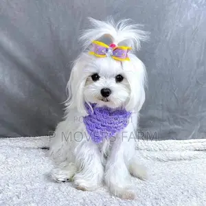 1-3 months Male Purebred Maltese