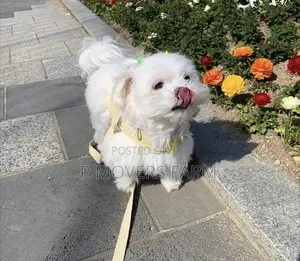 1-3 months Male Purebred Maltese