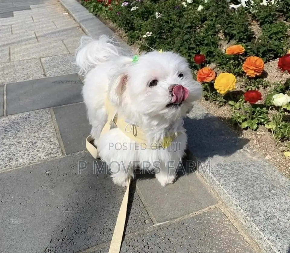 1-3 months Male Purebred Maltese