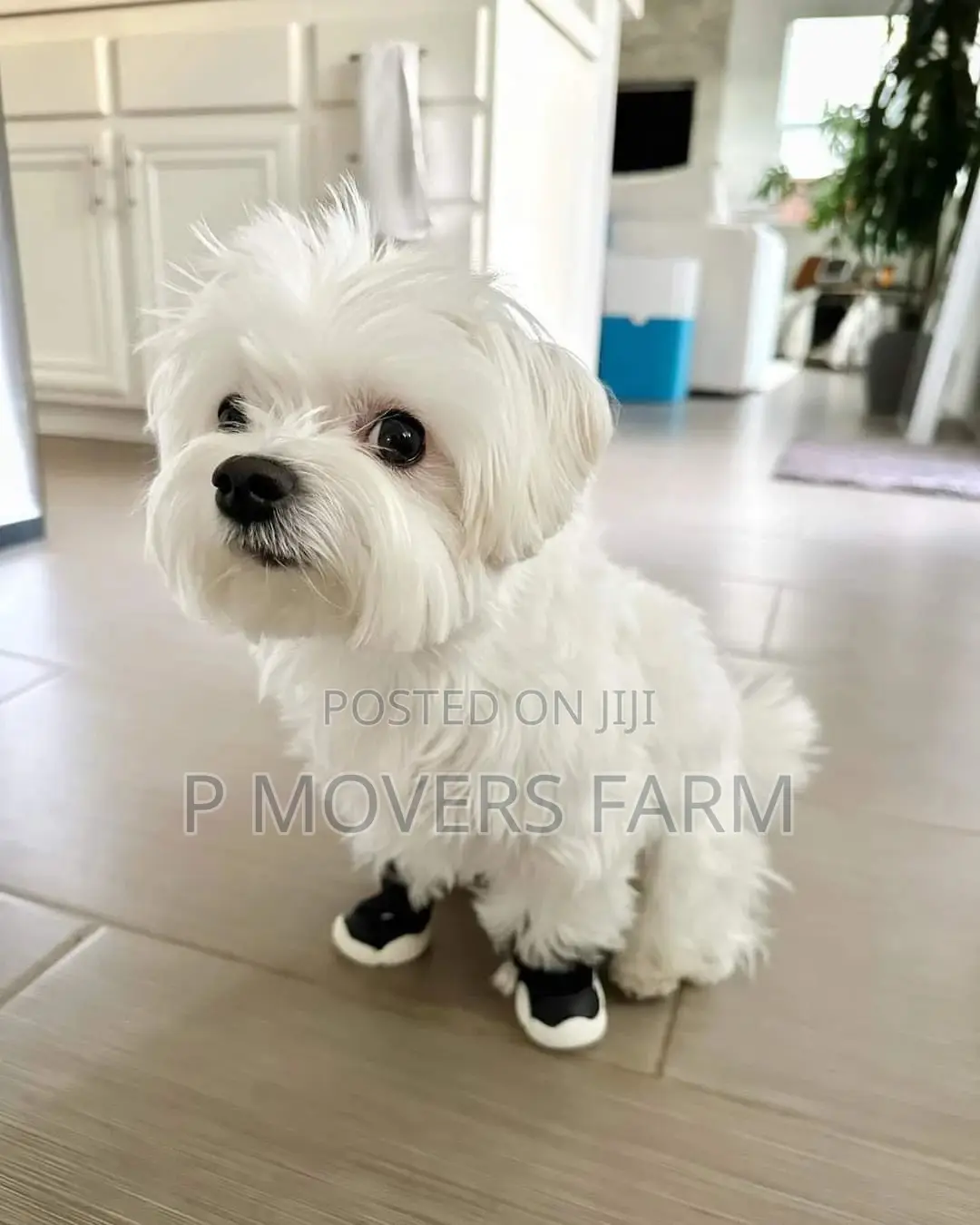 1-3 months Male Purebred Maltese