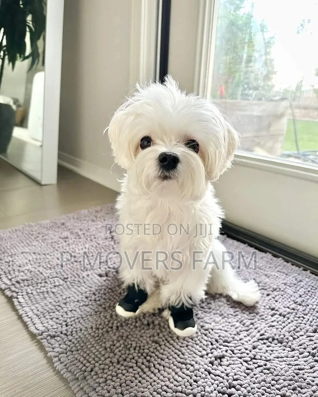 1-3 months Male Purebred Maltese