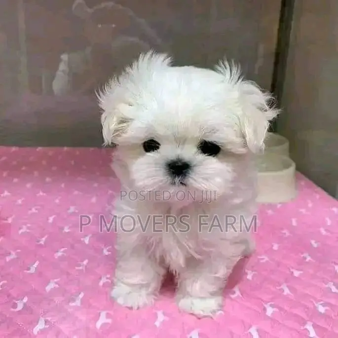 1-3 months Male Purebred Maltese