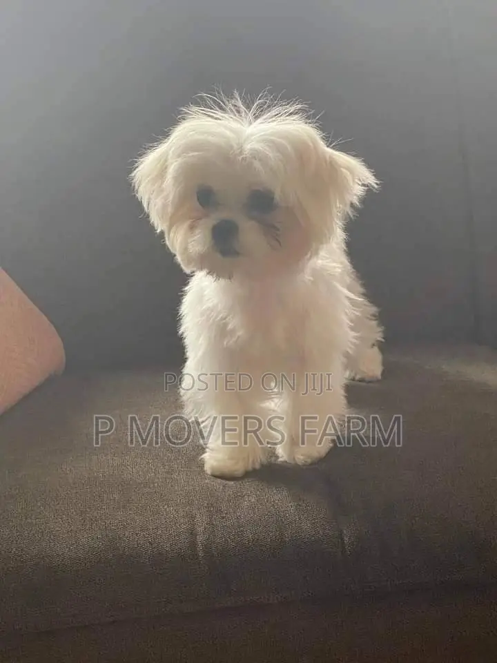 1-3 months Male Purebred Maltese