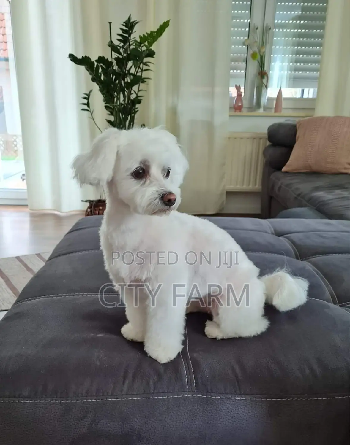 1-3 months Male Purebred Maltese