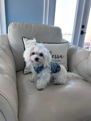 1-3 months Male Purebred Maltese