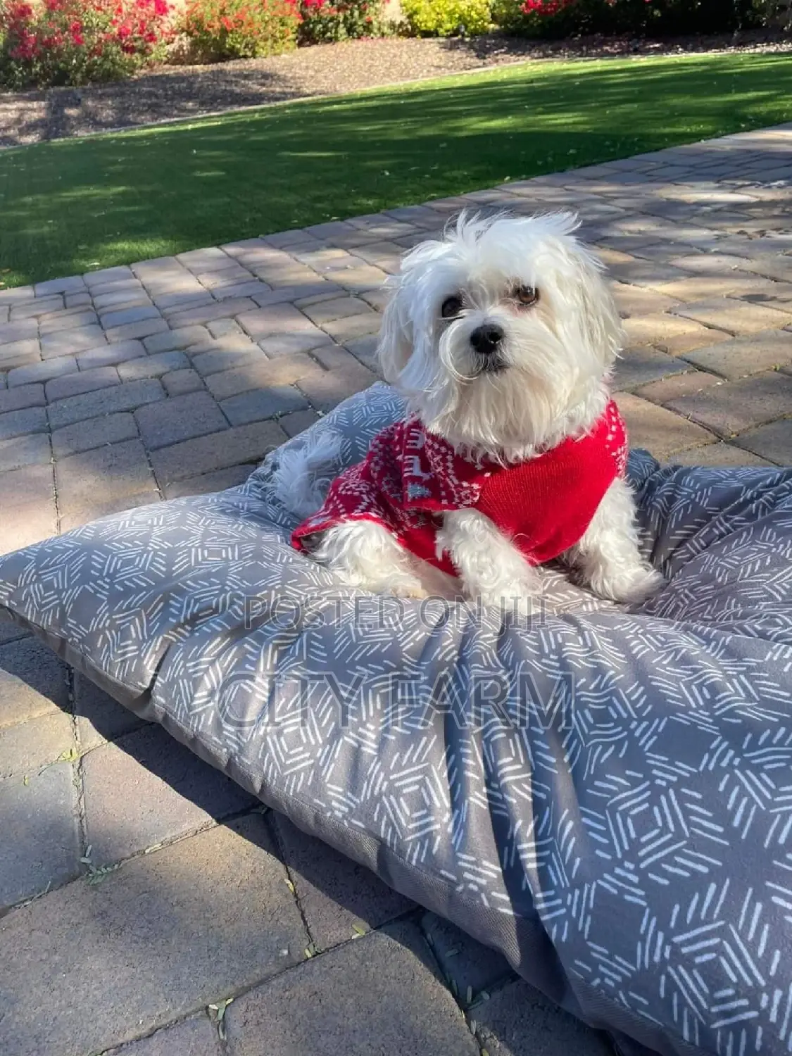 1-3 months Male Purebred Maltese