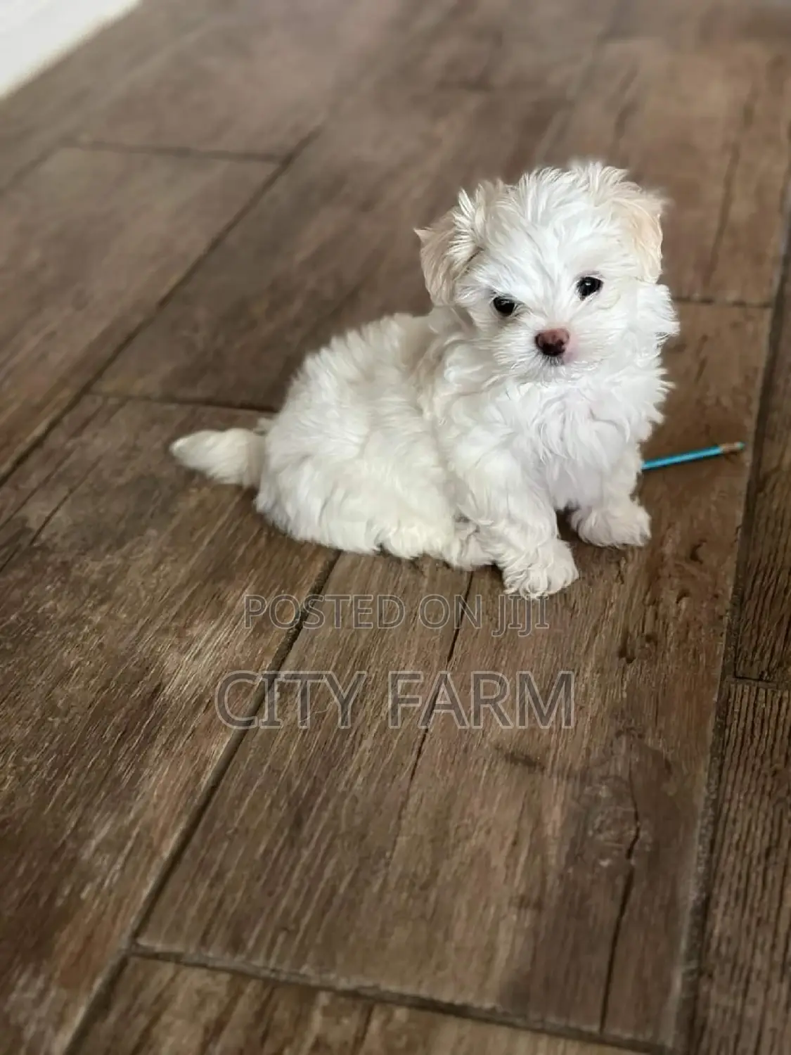1-3 months Female Purebred Maltese