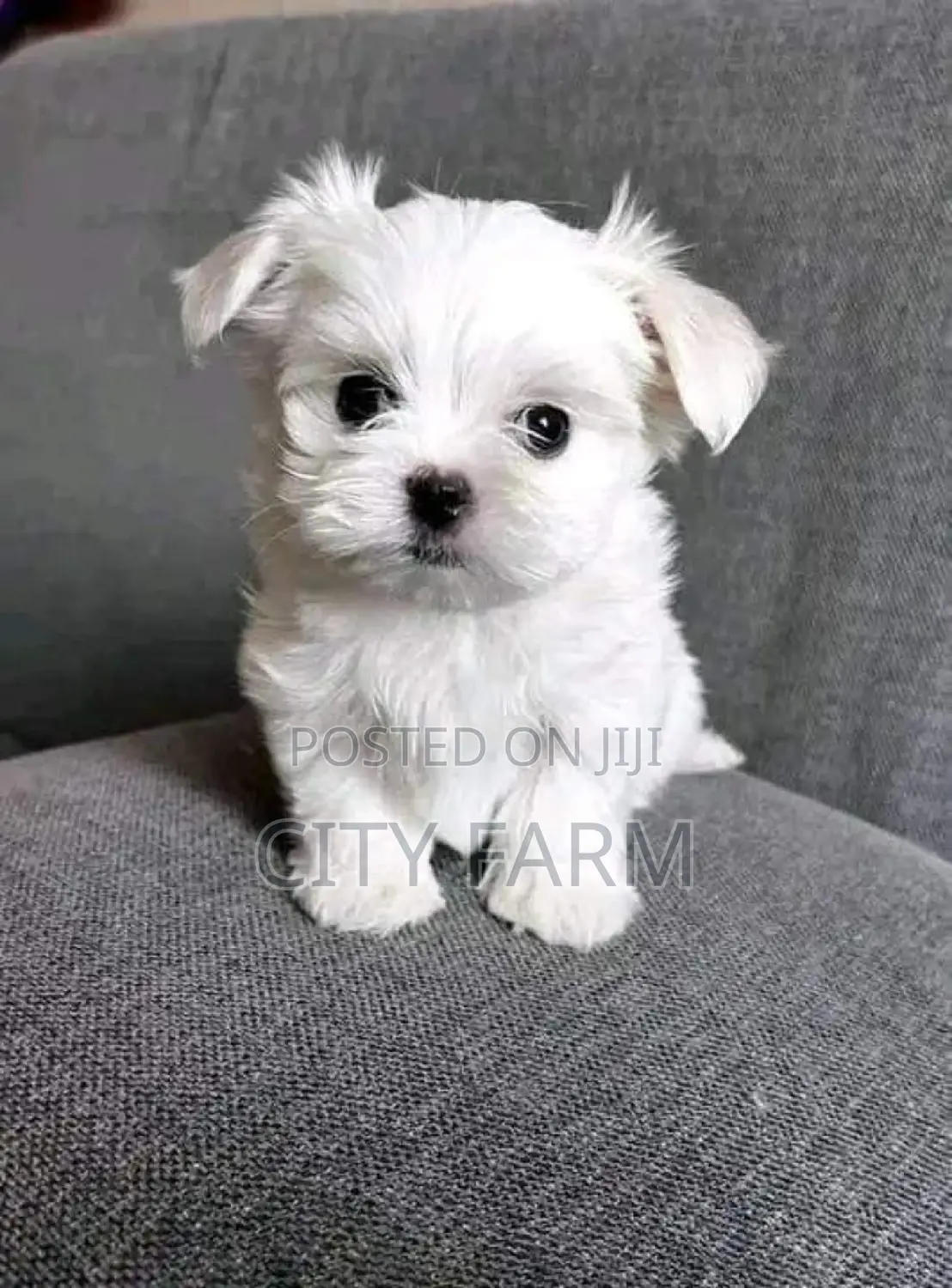 1-3 months Male Purebred Maltese