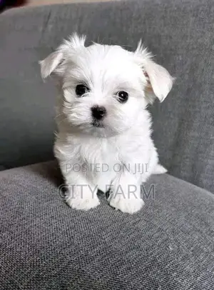 1-3 months Male Purebred Maltese