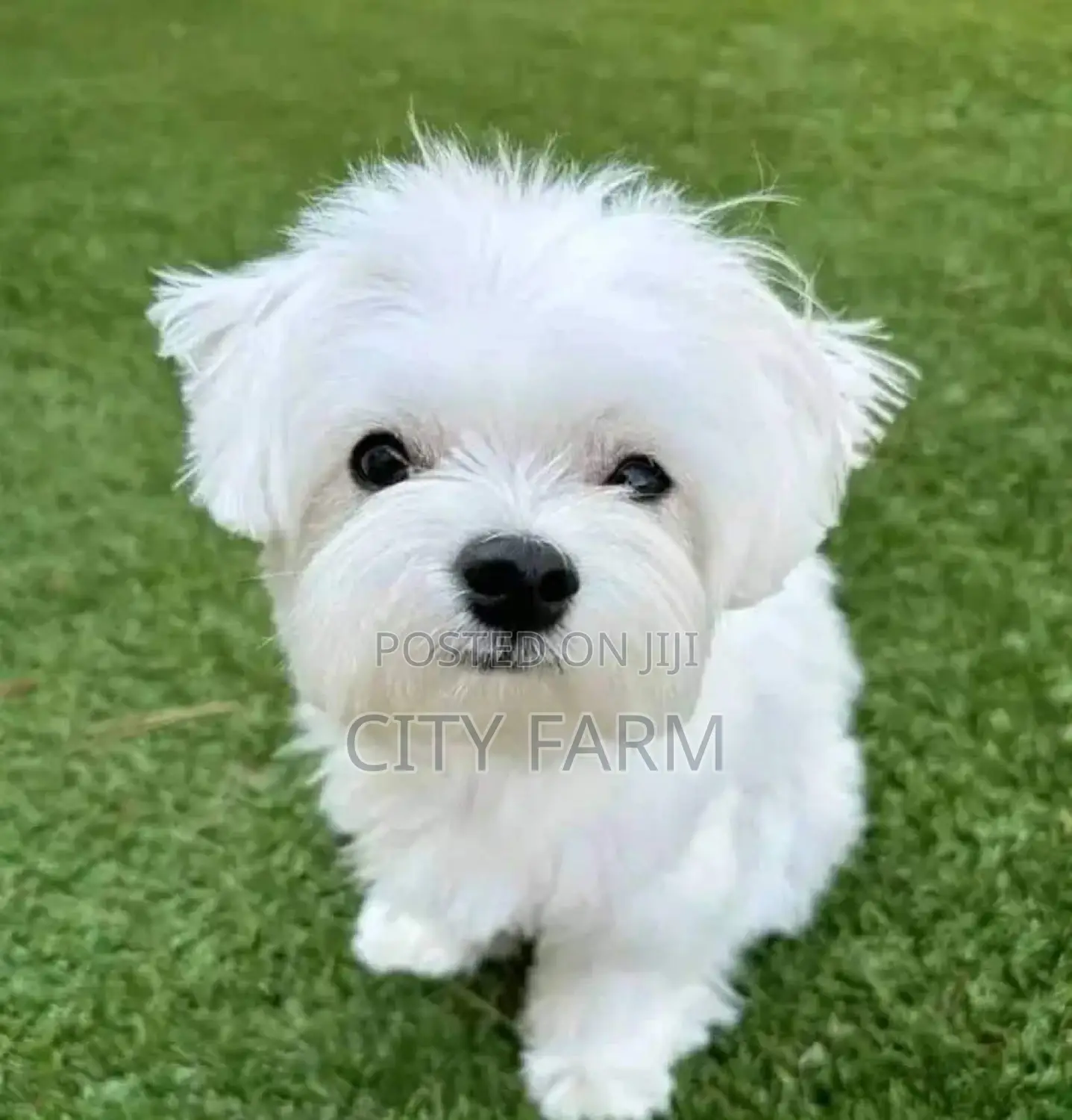 1-3 months Male Purebred Maltese