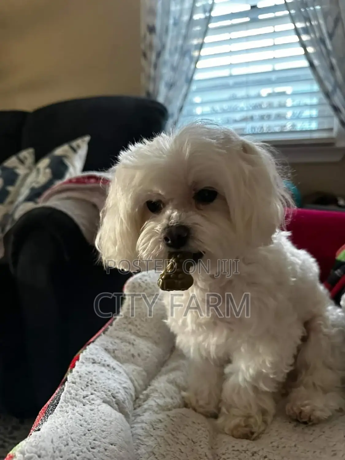 1-3 months Male Purebred Maltese