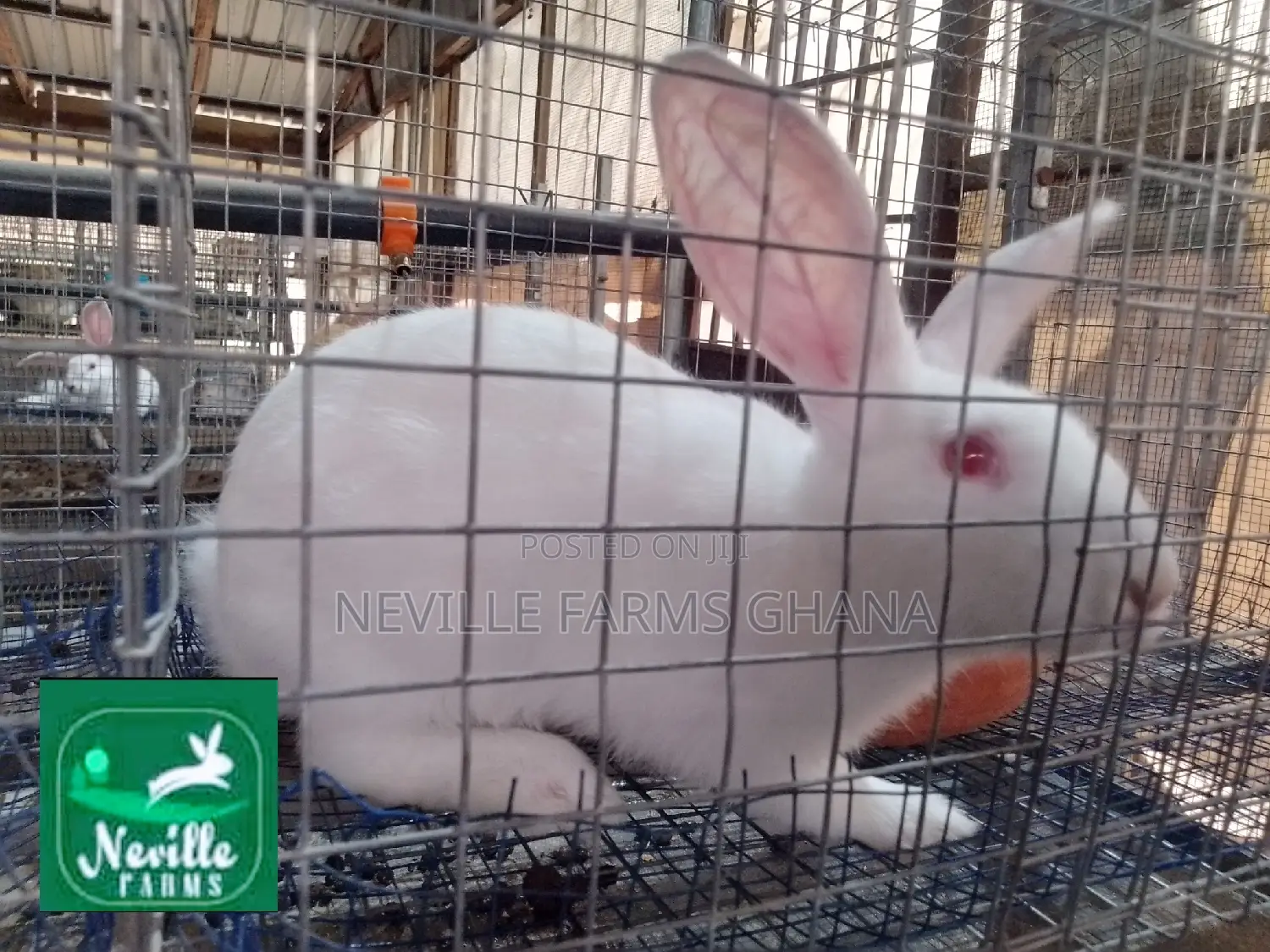 Robust Crossbred Rabbits for Breeding