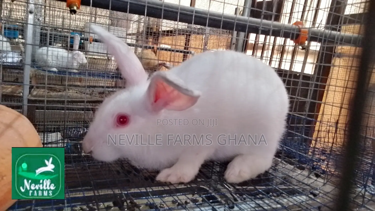 Robust Crossbred Rabbits for Breeding in Adenta - Farm Animals, Neville ...