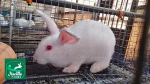 Robust Crossbred Rabbits for Breeding