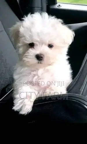 1-3 months Male Purebred Maltese
