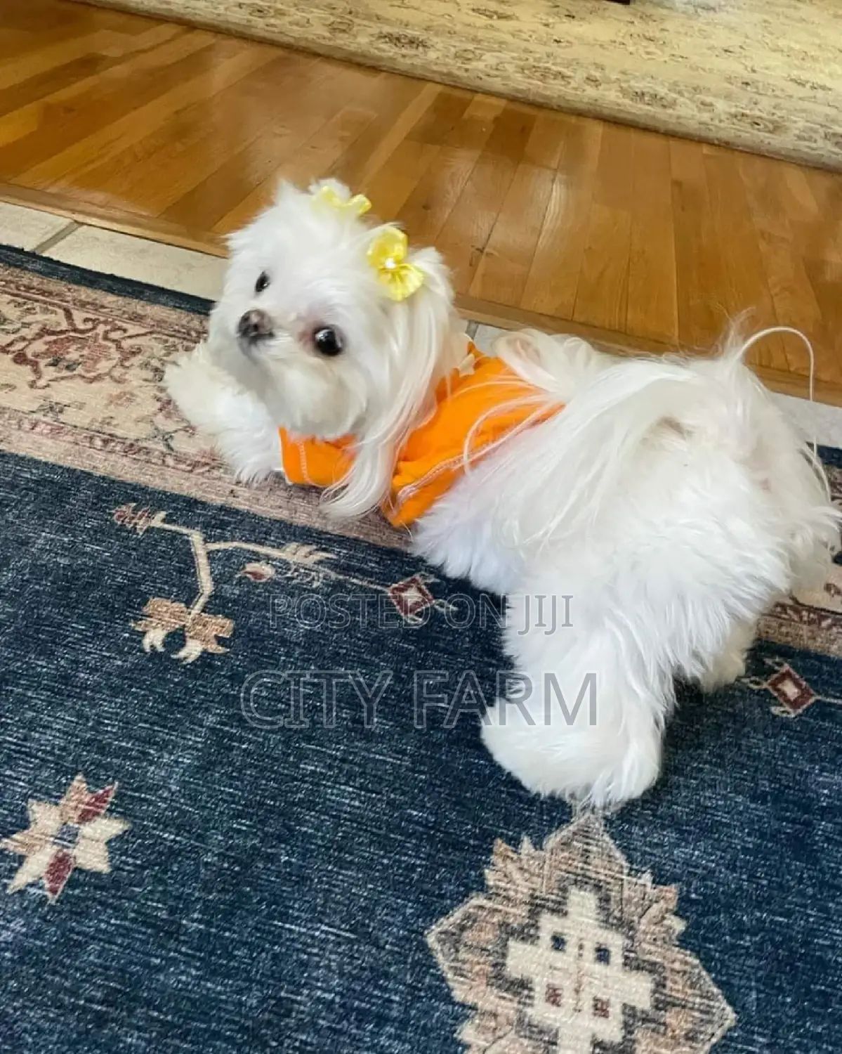 1-3 months Male Purebred Maltese