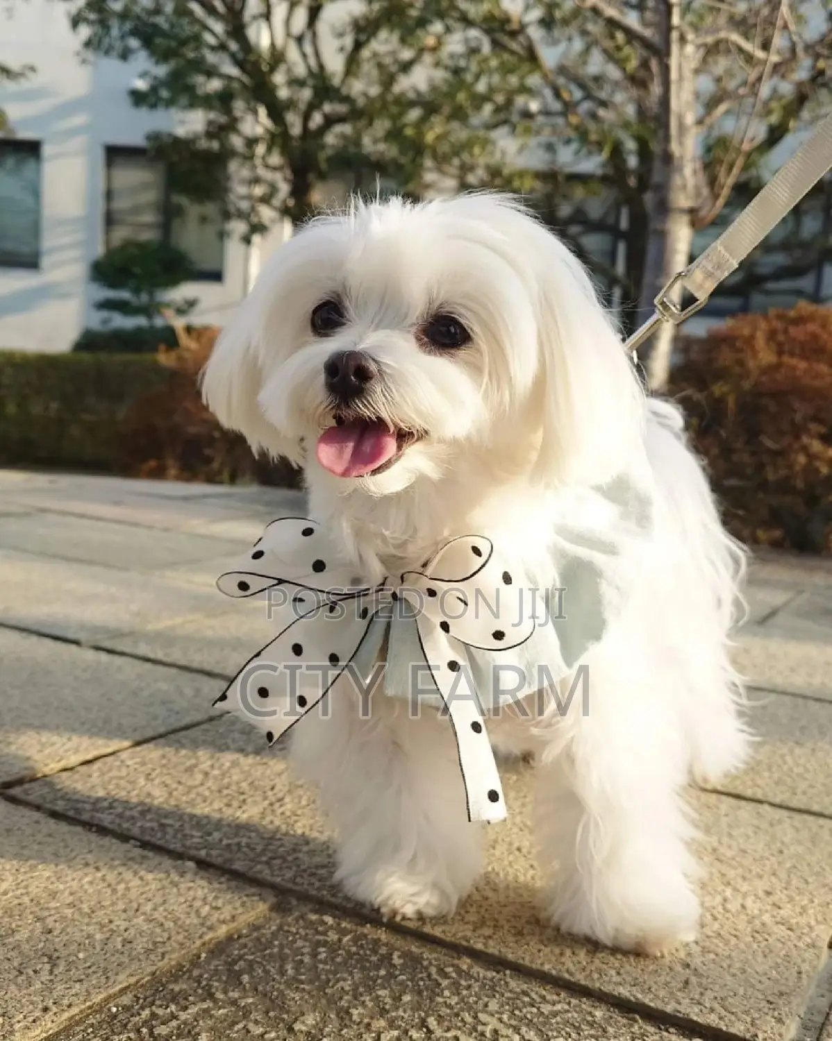 1-3 months Male Purebred Maltese