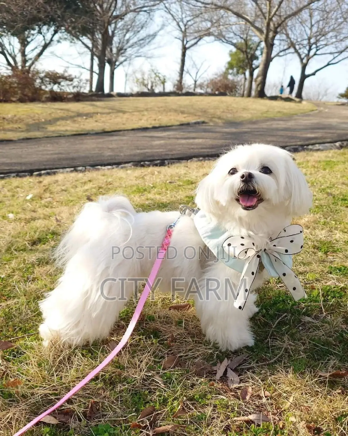 1-3 months Female Purebred Maltese