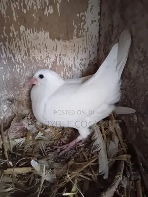 Whites Dove Eggs for Sale