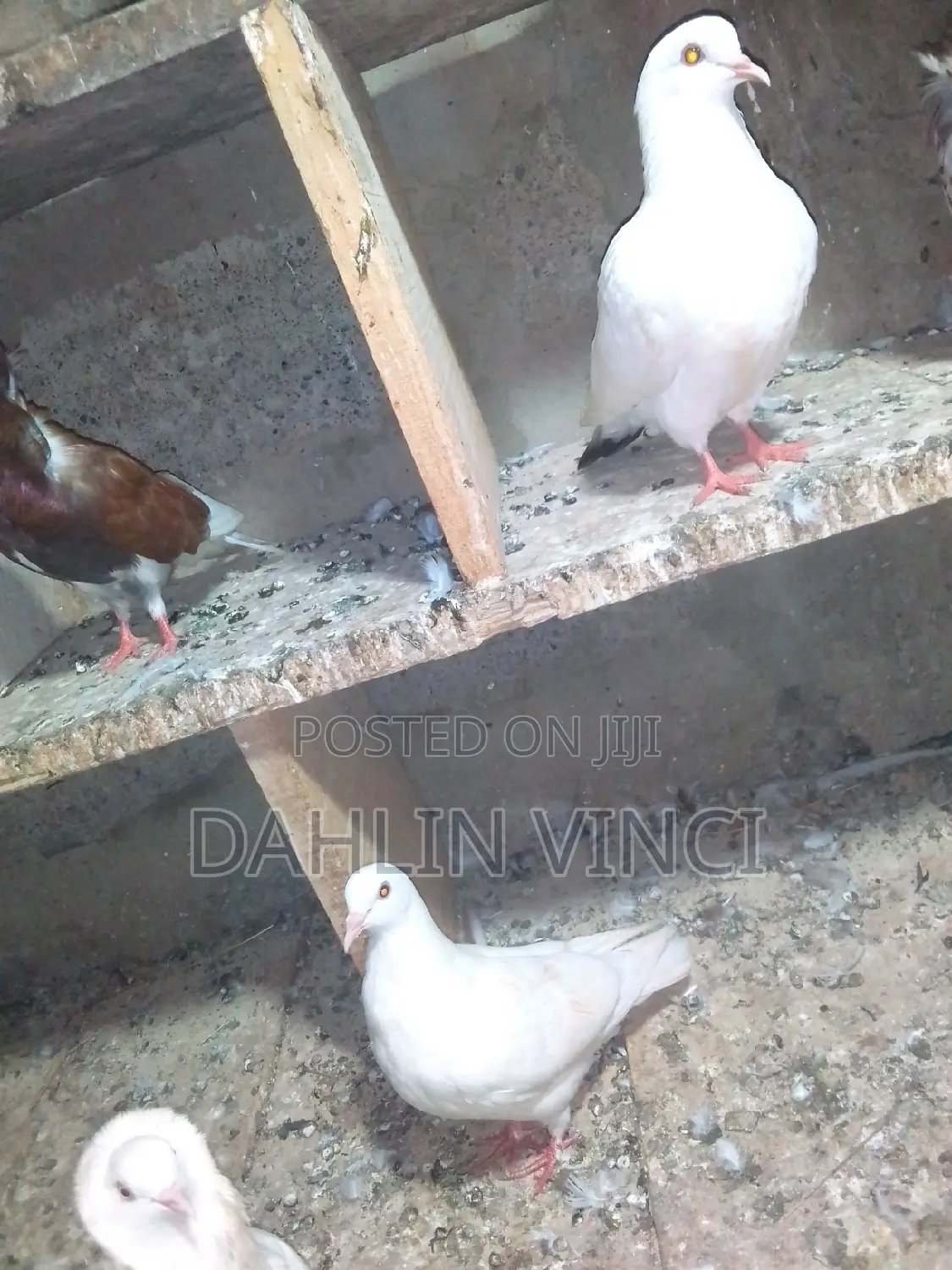 Pure White Pigeons