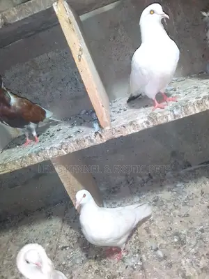 Pure White Pigeons