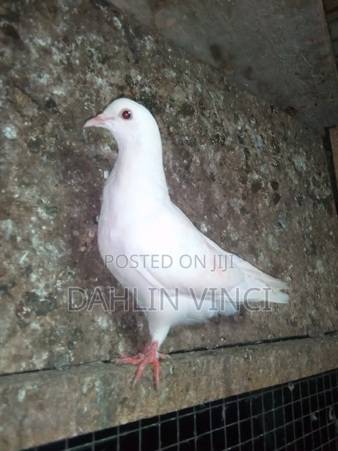 Pure White Pigeons