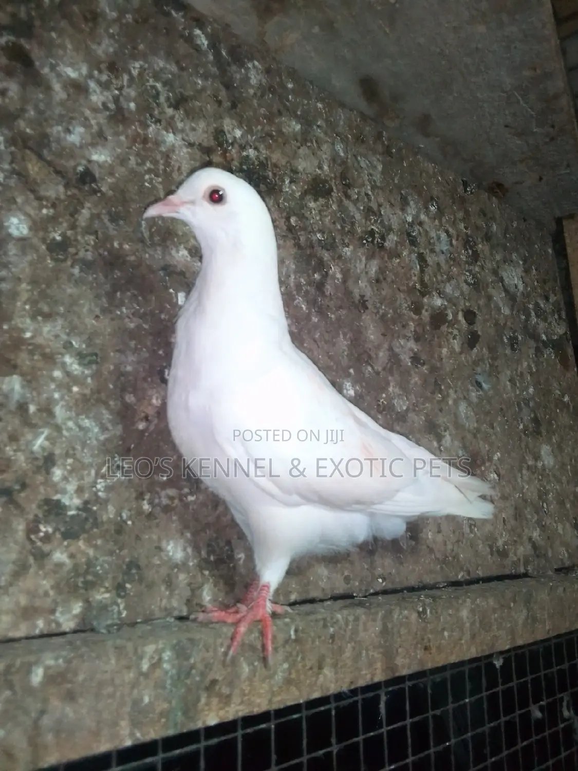 Pure White Pigeons