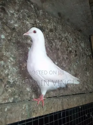 Pure White Pigeons
