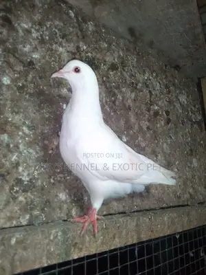 Pure White Pigeons