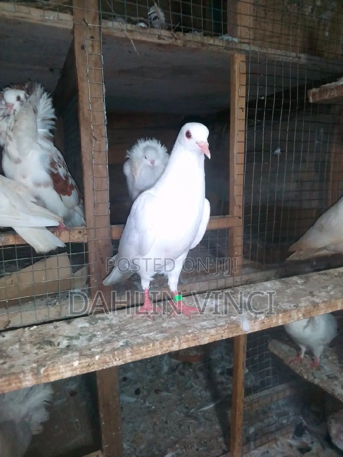 Pure White Pigeons