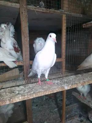 Pure White Pigeons