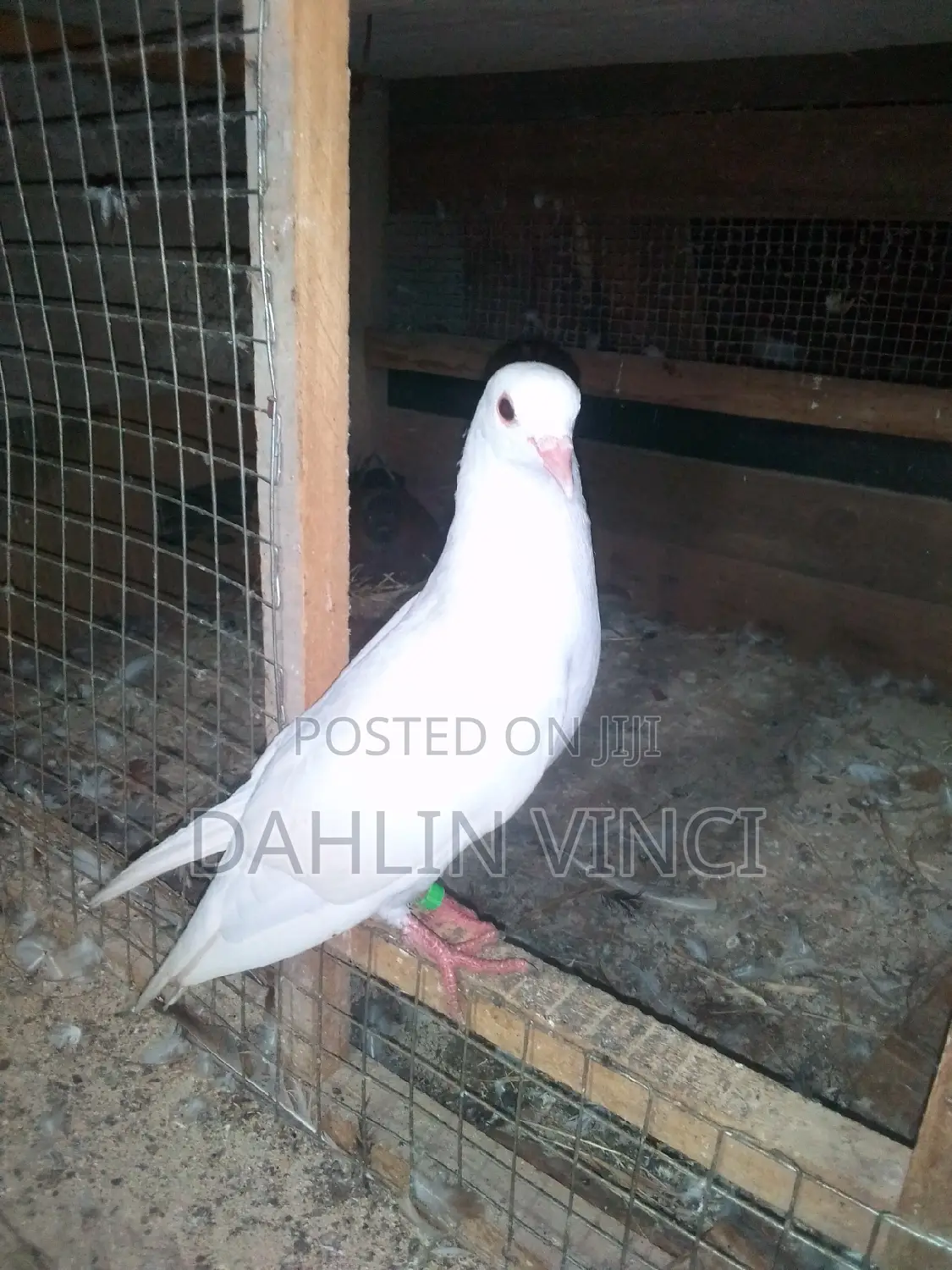 Pure White Pigeons