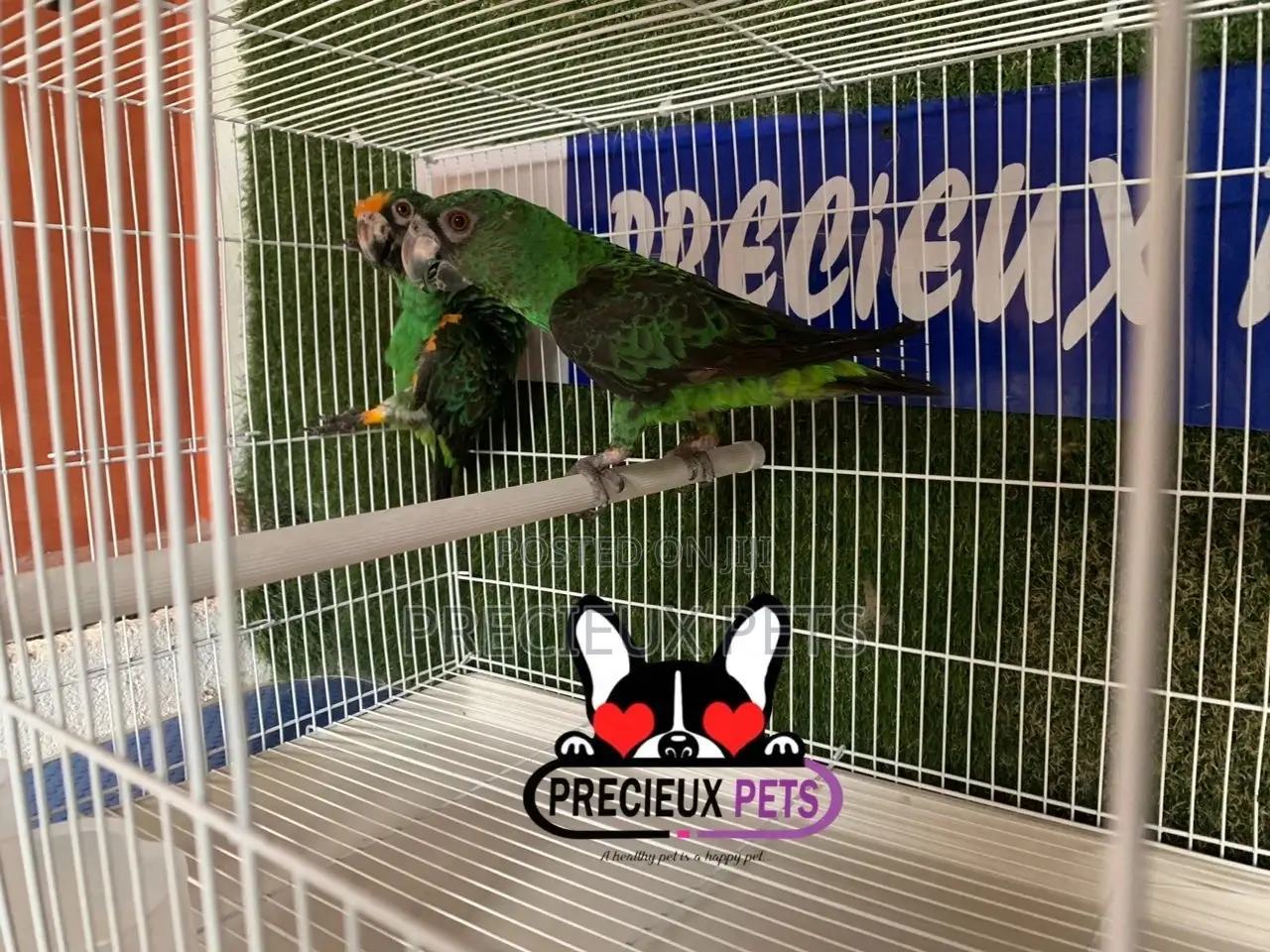 White Jardine Cage for Parrots