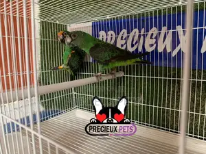 White Jardine Cage for Parrots
