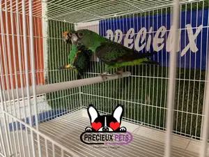 White Jardine Cage for Parrots