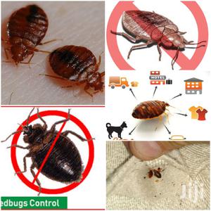 Most Effective Bedbug Fumigation