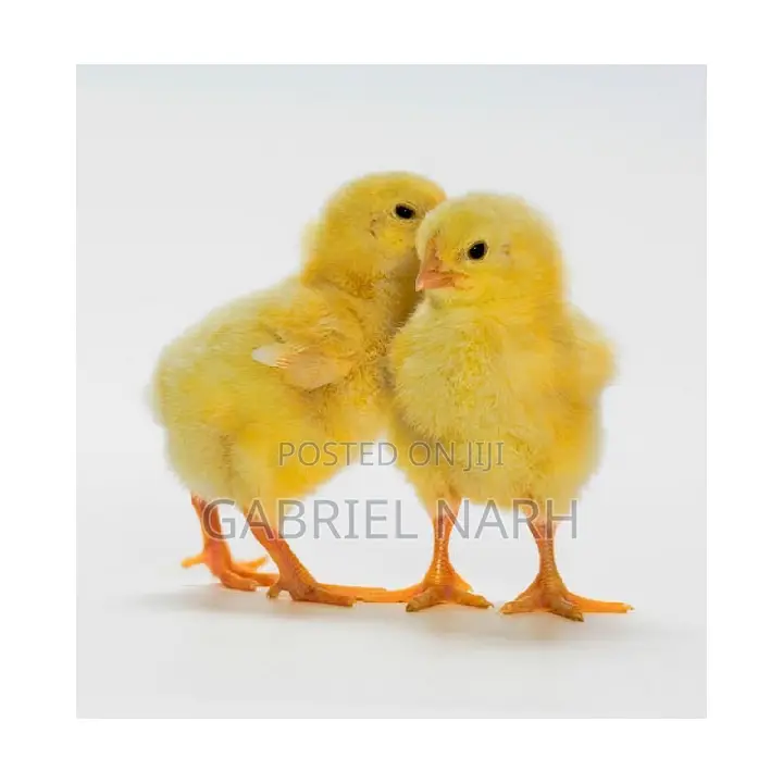 Day Old Broilers: Ross 308 , Arbor Acre and Cobb 500