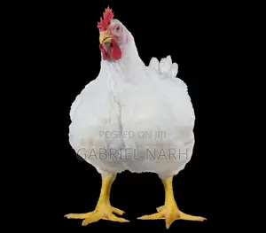 Day Old Broilers: Ross 308 , Arbor Acre and Cobb 500