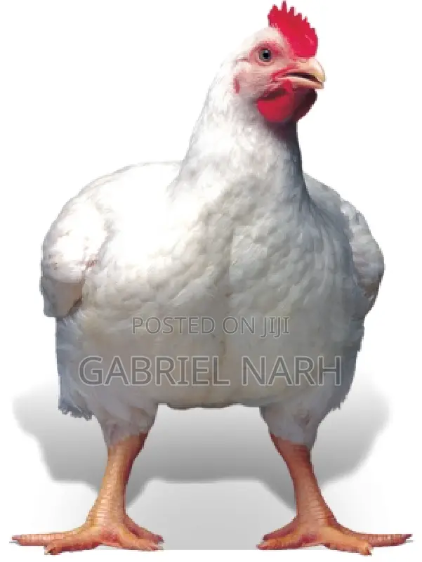 Day Old Broilers: Ross 308 , Arbor Acre and Cobb 500