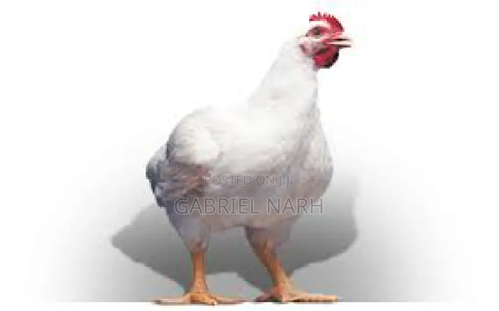 Day Old Broilers: Ross 308 , Arbor Acre and Cobb 500