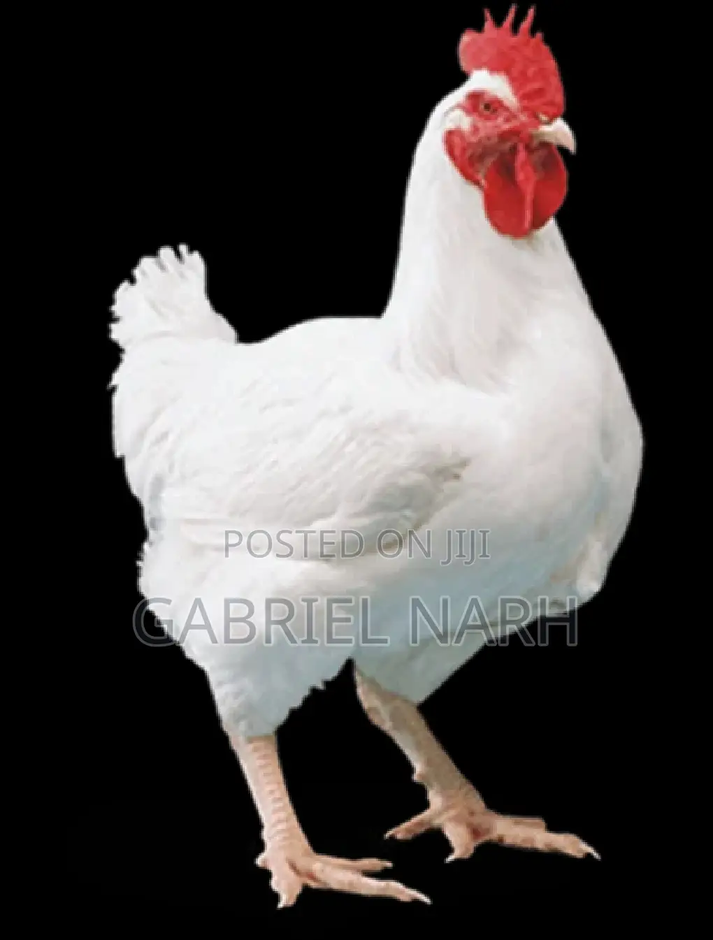 Day Old Broilers: Ross 308 , Arbor Acre and Cobb 500