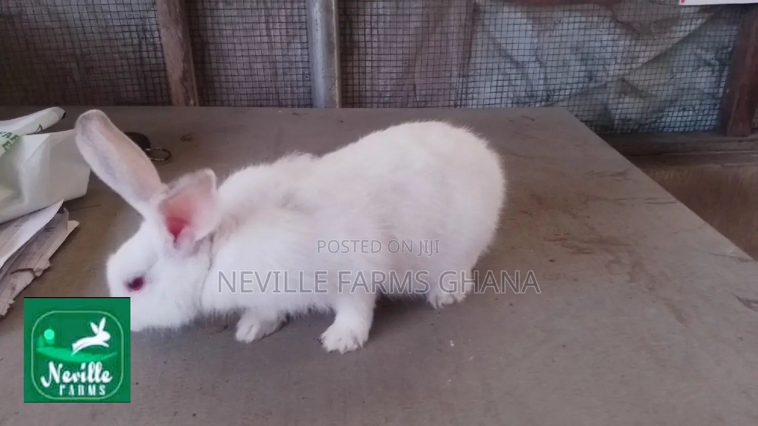Pet Rabbits Just for You
