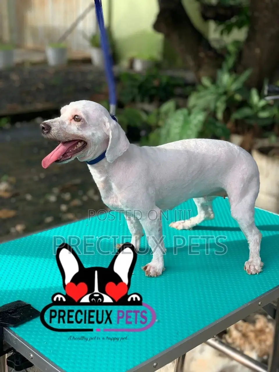 Precieux Pets Grooming Service 001