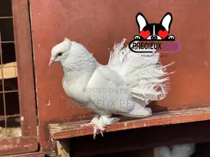 1 Pair Of White Indian Fantail Pigeons