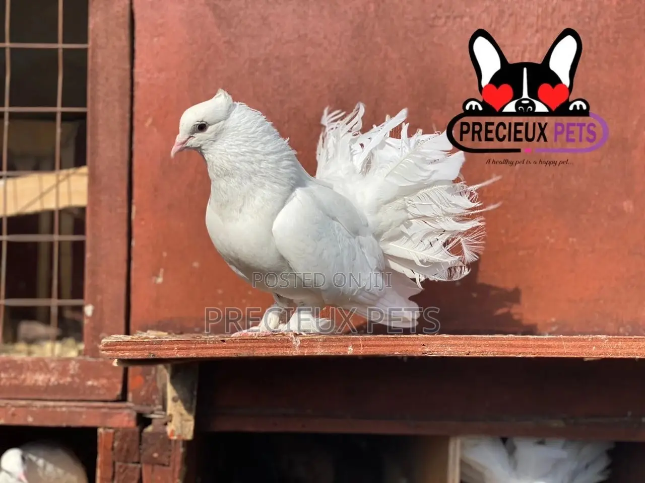 1 Pair Of White Indian Fantail Pigeons