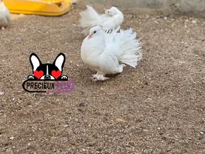 1 Pair Of White Indian Fantail Pigeons