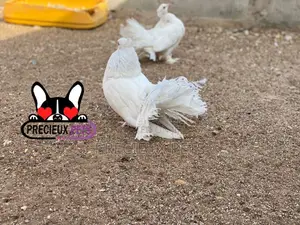 1 Pair Of White Indian Fantail Pigeons