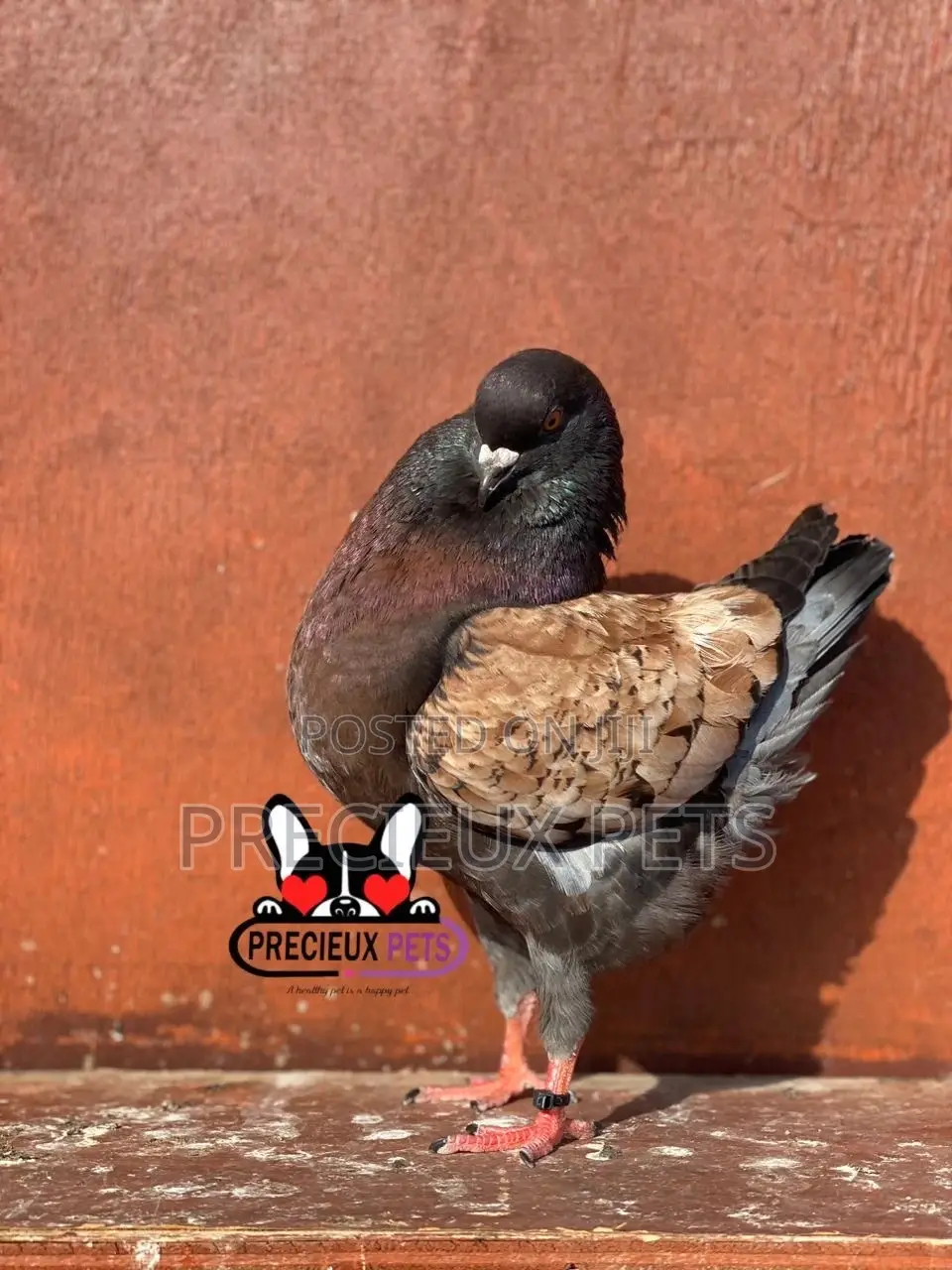 1 Pair Mordena Fancy Pigeons