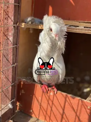 1 Pair Of Jacobins Fancy Pigeons
